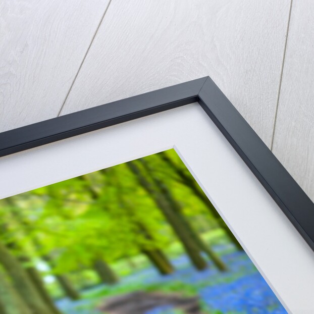 Bicycle in spring forest by Assaf Frank